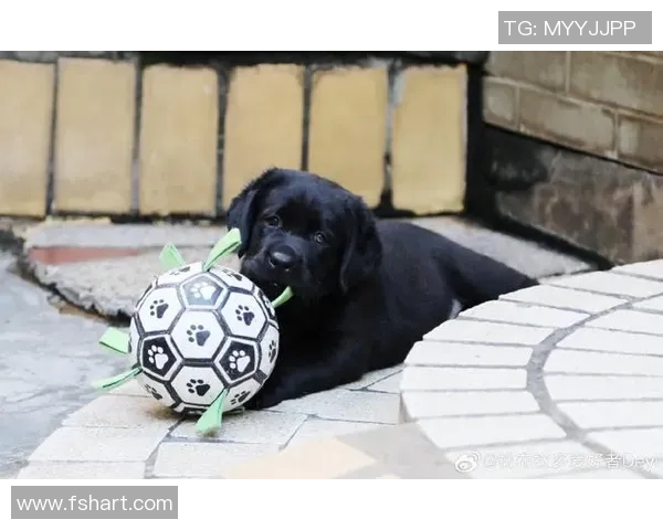 足球明星庇护的萌宠：你知道哪个球星的猫咪吗？